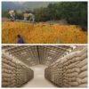 Indigenous seed storage knowledge and innovations in Nepal