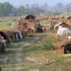 मुक्तिको २६ वर्षपछि पायो पहिचान : कैलालीमा छुट मुक्त कमैयालाई परिचयपत्र वितरण